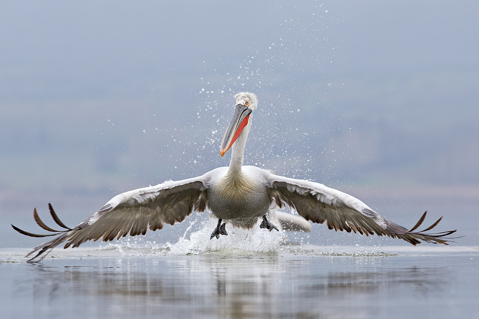 Pelicans & Large Birds of Prey Photography (Bulgaria & Greece) -NEW-